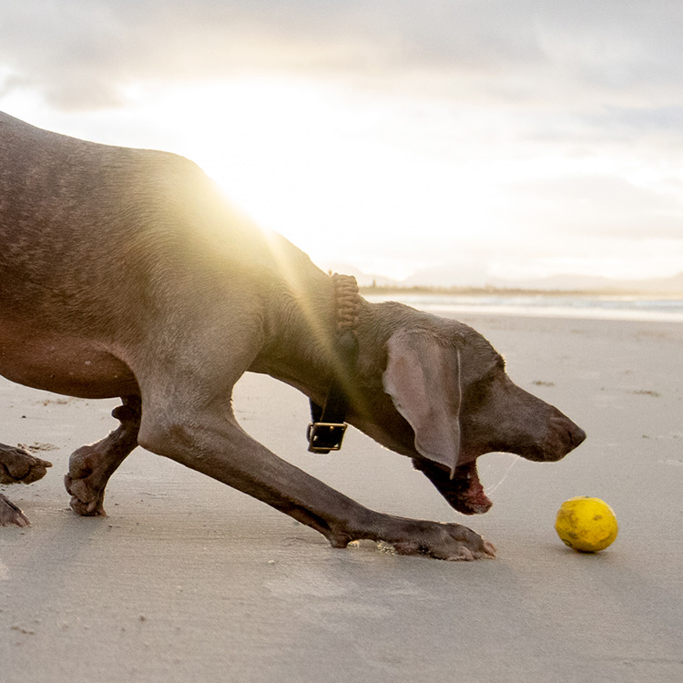 Vannsprettball til hunden