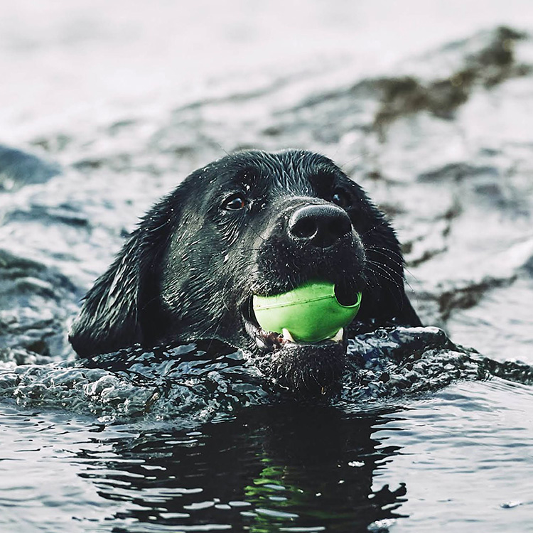 Aktivitetsball til hunden