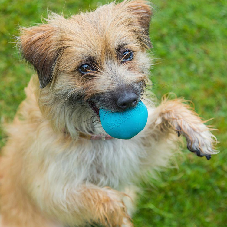 Aktivitetsball til hunden